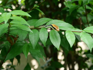 Common Bronzeback Snake (Dendrelaphis pictus) on green leaf  and plant tree, Brown head and the black and green patterns on body of Mildly-venomous snakes in Thailand