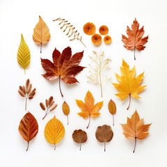 Thanksgiving Day Artful Array Of Fall Leaves On A Crisp on white background