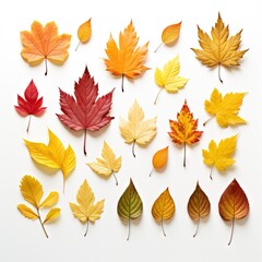 Thanksgiving Day Artful Array Of Fall Leaves On A Crisp on white background