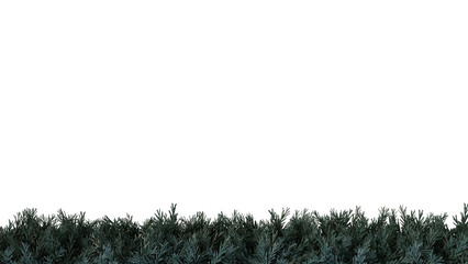Christmas tree branches along the edge on a transparent background