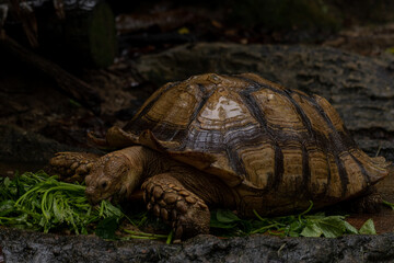 Close up African spurred tortoise eating, Slow life