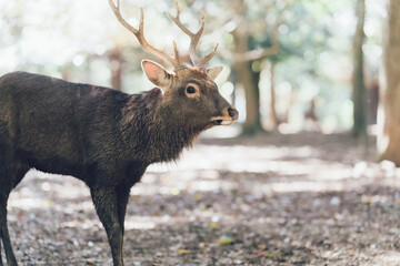 ツノのある鹿