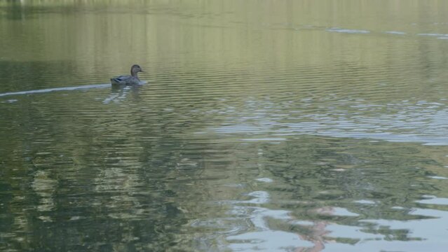 Ducks in Lake, Central Park, New York City