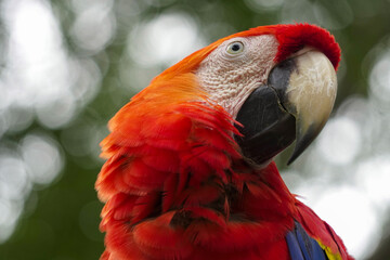close up of a Colombian macaw