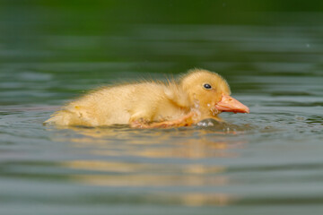 Innocent duckling swimming in the water happily. Animal closeup 