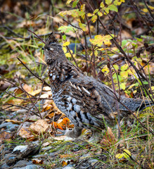 Ruffed Grouse hiding near the Liard River