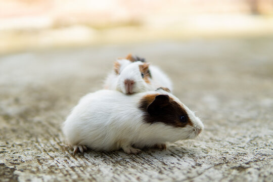 Little guinea pig outdoors in summer. blurred background
