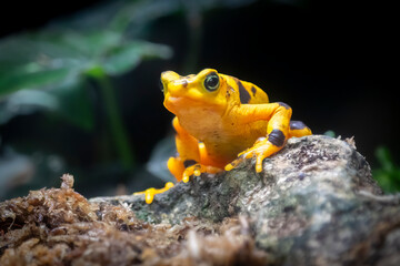 Poised and full of poison, a Yellow Banded Poison Dart Frog (Dendrobates leucomelas) squats on a...