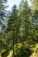 Deodars cedar trees in Dandeshwar, Jageshwar Road,Almora,Uttarakhand,India