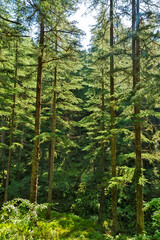 Deodars cedar trees in Dandeshwar, Jageshwar Road,Almora,Uttarakhand,India