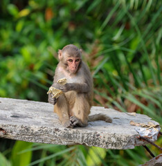 Rhesus macaques monkey.this photo was taken from Koromjol Eco Tourism Centre in Sundarbans. Bagerhat, Bangladesh.
