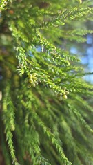 杉の芽・枝先・緑／Cedar buds, branch tips, green／삼나무 싹, 가지 끝, 녹색