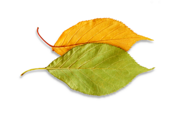 colorful natural dry yellow,orange,green,brown leaves  texture isolated,cutout in transparent background,png format    