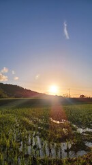 Fototapeta premium 日本の田舎・夕陽が沈む田園風景・夕焼けに染まる田んぼの風景／Japanese countryside / Rural landscape with the setting sun / Landscape of rice fields dyed in the sunset／일본의 시골 · 석양이 가라앉는 시골 풍경 · 일몰에 물드는 논의 풍경