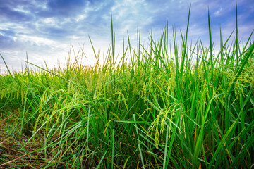 grass and sky