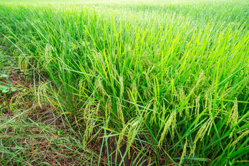 Rice fields and Bokeh dew drop on the top of the rice fields in the morning sun, along with the rice fields that emphasize the soft background, selective focus, and soft focus.