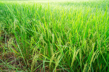 Rice fields and Bokeh dew drop on the top of the rice fields in the morning sun, along with the rice fields that emphasize the soft background, selective focus, and soft focus.
