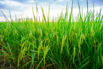 Fototapeta premium Rice fields and Bokeh dew drop on the top of the rice fields in the morning sun, along with the rice fields that emphasize the soft background, selective focus, and soft focus.
