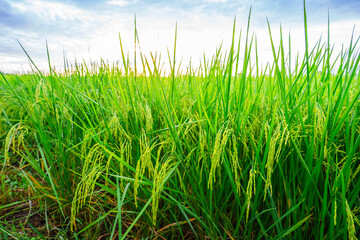 Rice fields and Bokeh dew drop on the top of the rice fields in the morning sun, along with the rice fields that emphasize the soft background, selective focus, and soft focus.