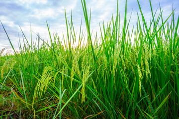 Rice fields and Bokeh dew drop on the top of the rice fields in the morning sun, along with the rice fields that emphasize the soft background, selective focus, and soft focus.