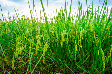 Rice fields and Bokeh dew drop on the top of the rice fields in the morning sun, along with the rice fields that emphasize the soft background, selective focus, and soft focus.