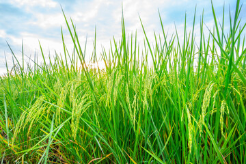 Rice fields and Bokeh dew drop on the top of the rice fields in the morning sun, along with the rice fields that emphasize the soft background, selective focus, and soft focus.