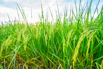 Rice fields and Bokeh dew drop on the top of the rice fields in the morning sun, along with the rice fields that emphasize the soft background, selective focus, and soft focus.