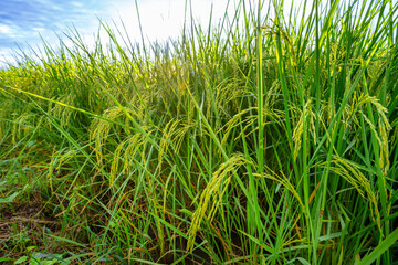 Rice fields and Bokeh dew drop on the top of the rice fields in the morning sun, along with the rice fields that emphasize the soft background, selective focus, and soft focus.