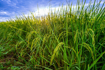 Rice fields and Bokeh dew drop on the top of the rice fields in the morning sun, along with the rice fields that emphasize the soft background, selective focus, and soft focus.