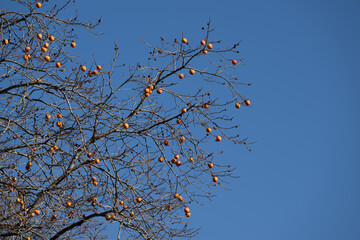 青空に映える柿の実
