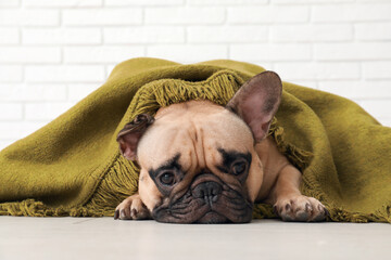 Cute French bulldog with plaid against white brick wall