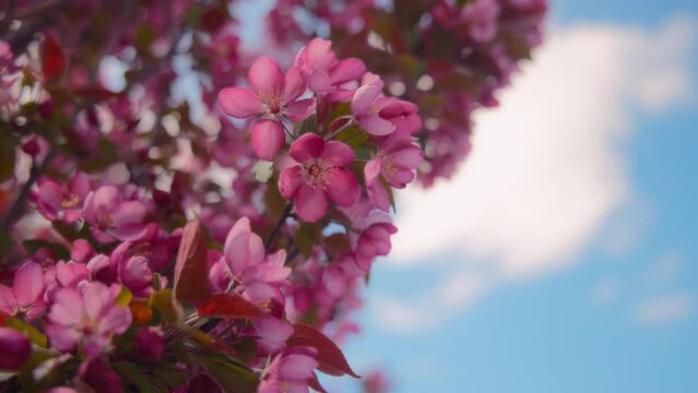 Japanese cherry tree with pink flowers blooming in spring. Slow motion. 