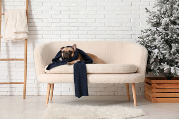 Cute French bulldog with scarf on sofa near white brick wall - obrazy, fototapety, plakaty
