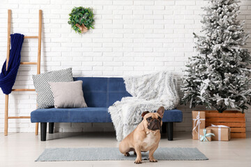 Cute French bulldog at home on Christmas eve
