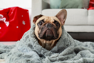 Cute French bulldog with plaid at home on Christmas eve