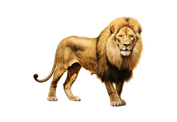 Obraz premium Golden lion No shadows, highest details, sharpness throughout the image, highest resolution, lifelike, white background 