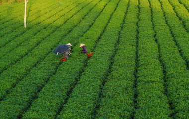 Tea plantation on central highland in Ha Tinh, Vietnam.
