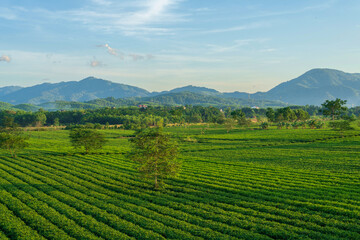 Fototapeta na wymiar Tea plantation in Huong Son district, Ha Tinh province, Vietnam
