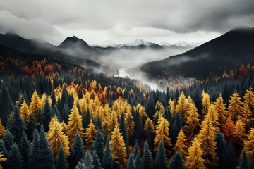 Obraz premium Aerial high-top view of autumn colorful trees above the forest, Yellow, red, and green nature