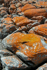 Coastal rocks covered in orange lichen