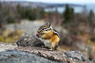 cute chipmunk with striped back busy eating on rocks in North America