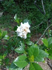 Gardenia