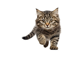 Obraz premium Cat running No shadows, highest details, sharpness throughout the image, highest resolution, lifelike, white background