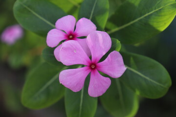 pink and purple flowers