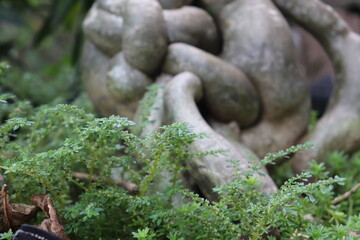 moss on tree