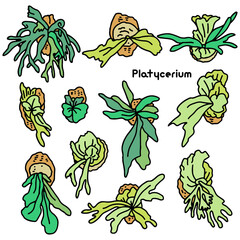 ビカクシダのシンプルな線画イラストセット