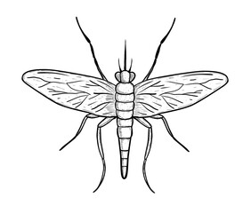 hand drawn illustration of a black and white mosquito
