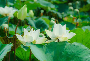 Blooming white lotus flowers with green leaves in the lake
