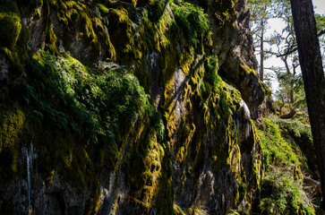 Obraz premium A coastal & forest scene at Vancouver Island's East Sooke Park where the Pacific Ocean meets Canada's rain forest 