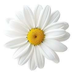 White daisy flower isolated on white background